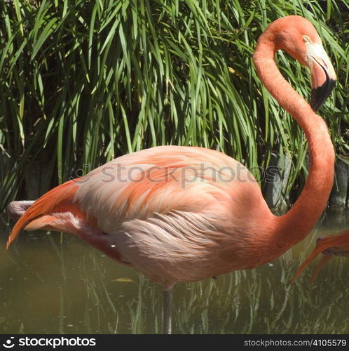 flamingo standing in water