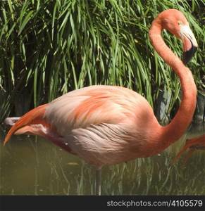 flamingo standing in water