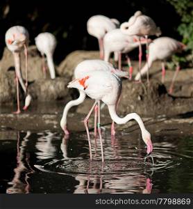 flamingo standing in water at the zoo