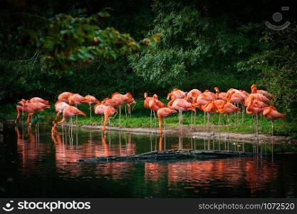 flamingo standing in water with reflection