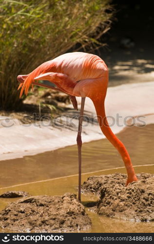 Flamingo With Head In Mud