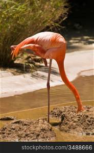 Flamingo With Head In Mud