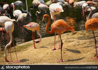 Flamingoes at a riverside, Xiangjiang Safari Park, Guangzhou, Guangdong Province, China