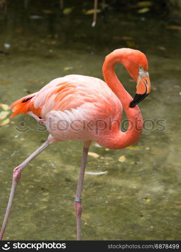 flamingos against green background