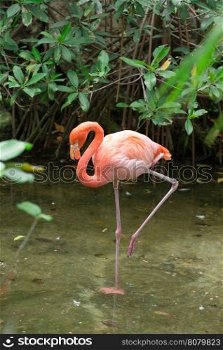 flamingos against green background