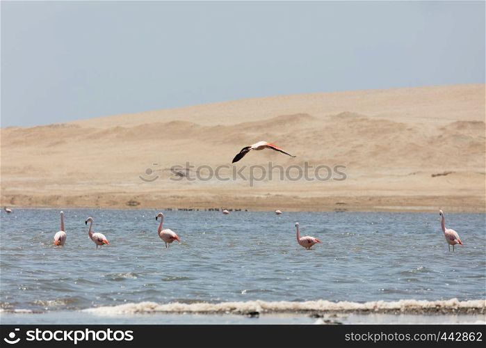 Flamingos chilenos in National reserve of Paracas, Peru
