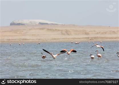 Flamingos chilenos in National reserve of Paracas, Peru