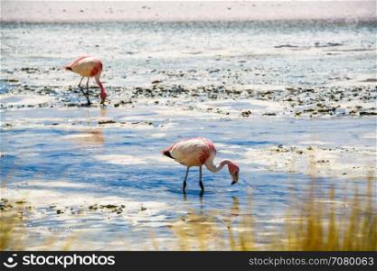Flamingos eating in the laguna at The Reserva Nacional De Fauna Andina Edina Eduardo Avaroa, Potasi, Bolivia