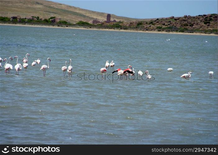 Flamingos exotic birds animals in the water