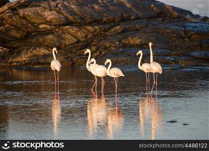 Flamingos feed in a tidal pool by the ocean at Dias&rsquo; Point in Namibia.