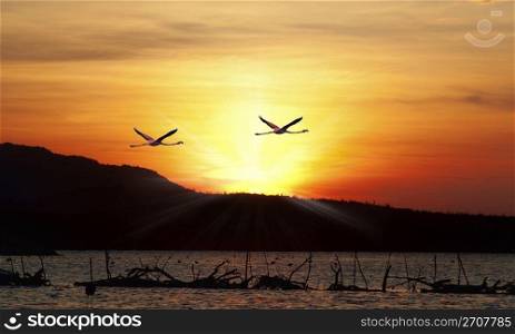 Flamingos flying in the sunset over the beautiful Lake Gotomeere