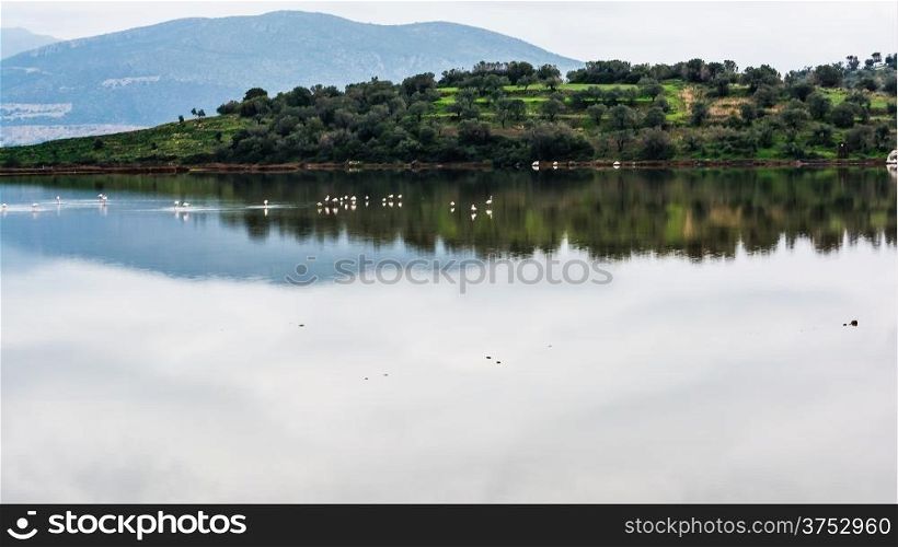 Flamingos in the Psifta lake