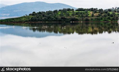 Flamingos in the Psifta lake