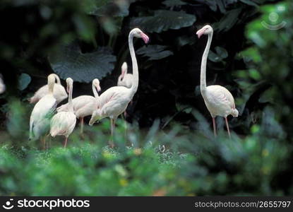 Flamingos in tropical environment