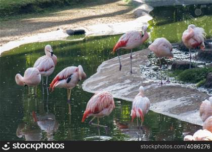 flamingos searching for food by the lake