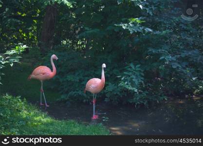 Flamingos standing in a river in a jungle