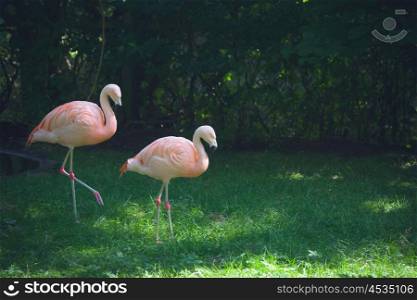 Flamingos walking on green grass in a forest