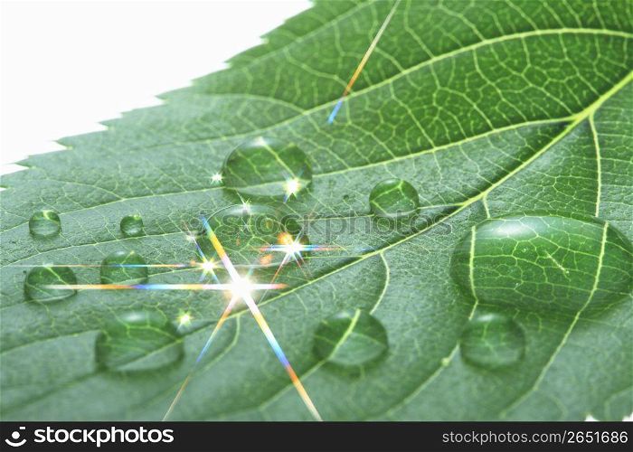 Flashes and Leaf