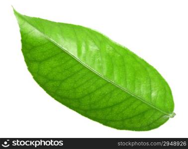 Flat a green leaf of citrus-tree. Isolated on white background. Close-up. Studio photography.