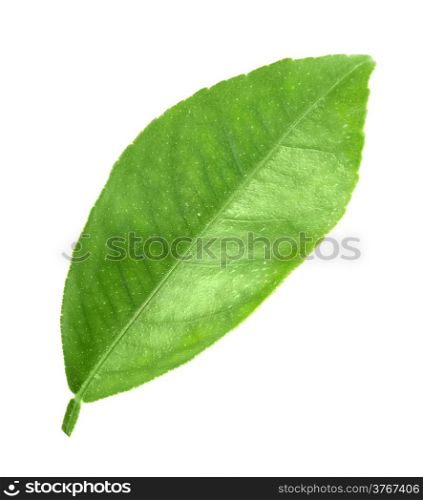 Flat a green leaf of citrus-tree. Isolated on white background. Close-up. Studio photography.