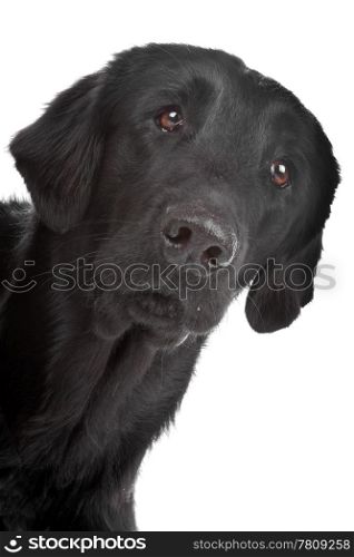 Flat coated retriever dog. Face of black Flat coated retriever dog isolated on a white background