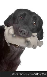 Flat coated retriever dog. Head of black Flat coated retriever dog and a toy, isolated on a white background