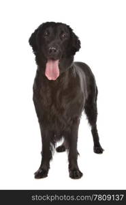 Flat-Coated Retriever. Flat-Coated Retriever in front of a white background