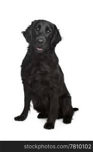 Flat-Coated Retriever. Flat-Coated Retriever in front of a white background