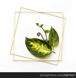 flat lay assortment green leaves with empty frames
