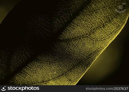 flat lay close up illuminating leaf