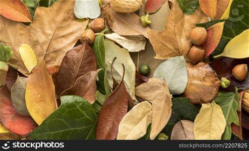flat lay colorful autumn leaves