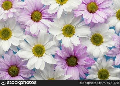 flat lay colorful spring daisies. Resolution and high quality beautiful photo. flat lay colorful spring daisies. High quality beautiful photo concept
