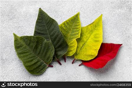flat lay composition colorful leaves