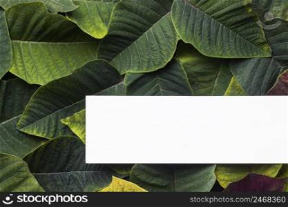 flat lay composition green leaves with white card