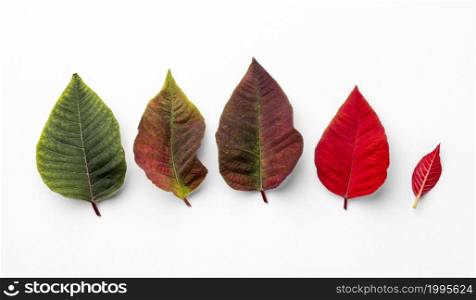 flat lay composition leaves