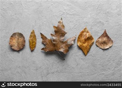 flat lay dry leaves 34