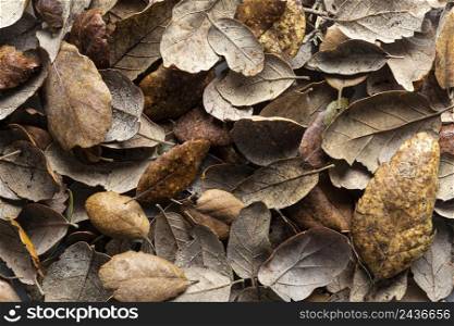 flat lay dry leaves 4