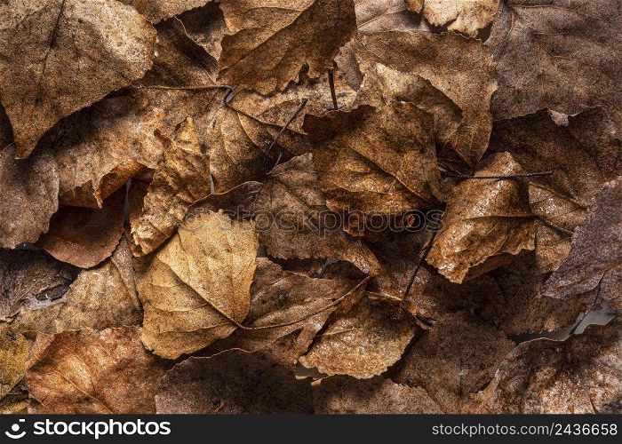 flat lay dry leaves 8