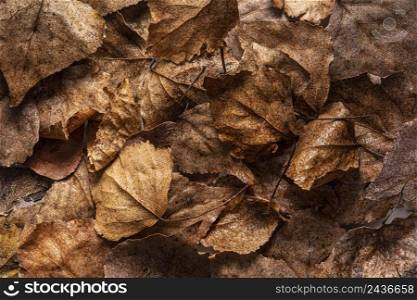 flat lay dry leaves 8