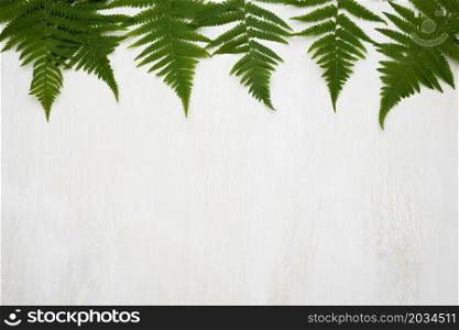 flat lay fern leaves with copy space