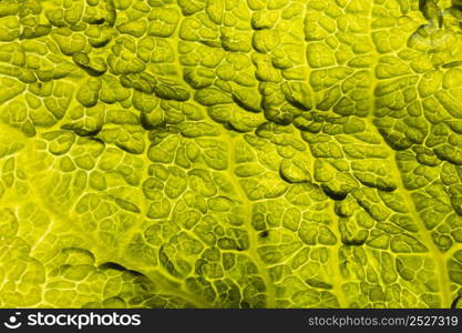 flat lay green leaf texture