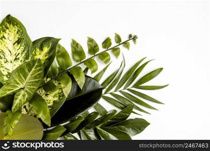 flat lay green leaves composition 2