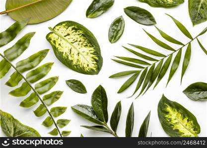 flat lay green leaves composition 3