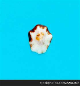 Flat Lay isolated image of a coastal seashell on a light blue background