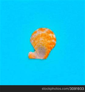 Flat Lay isolated image of a coastal seashell on a light blue background