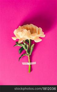 Flat-lay of Beautiful peony flower taped on pink background - Minimal flat lay concept, top view