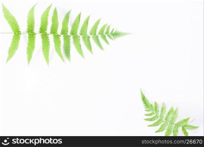Flat lay of fern isolated on white background with copyspace