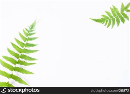 Flat lay of fern isolated on white background with copyspace