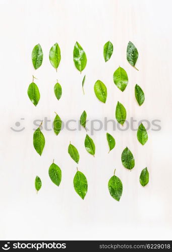 Flat lay of green leaves with water drops on white wooden background, top view. Ecology, organic or nature concept. Green leaves pattern.