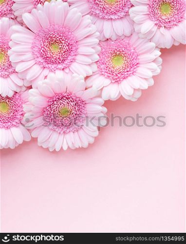 Flat lay of pink flowers gerberas on pastel pink background, copy space. Happy Mother&rsquo;s Day, Women&rsquo;s Day, Valentine&rsquo;s Day or Birthday. Spring greeting card.